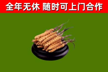 沈阳回收冬虫夏草